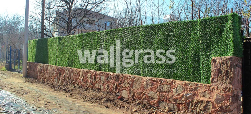 Wallgrass Nedir? Kullanım Alanları Nelerdir?
